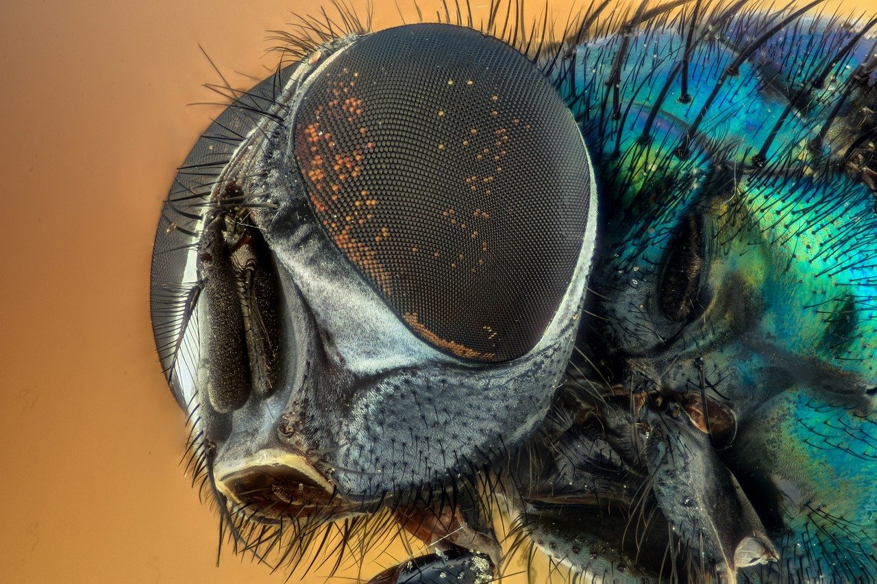 Summer Bugs: Flies
